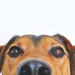 Înțelegerea Limbajului Corpului Câinilor: Ce Semnalează Comportamentul lor