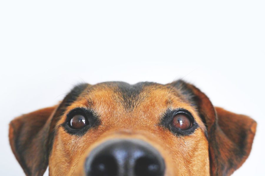 Înțelegerea limbajului corpului câinilor: Ce semnalează comportamentul lor