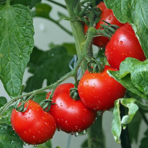 Cultivarea roșiilor în grădina de acasă: sfaturi practice