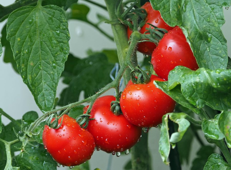 Cultivarea roșiilor în grădina de acasă: sfaturi practice
