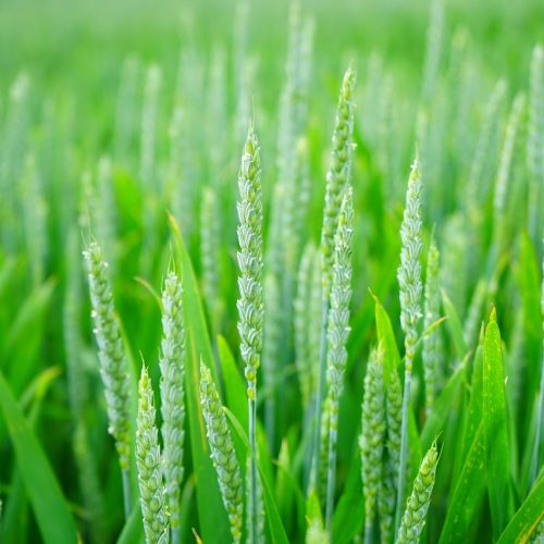Când se pune grâul de toamnă și ce condiții contează