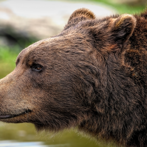 Ce animale hibernează în România și de ce intră în această stare