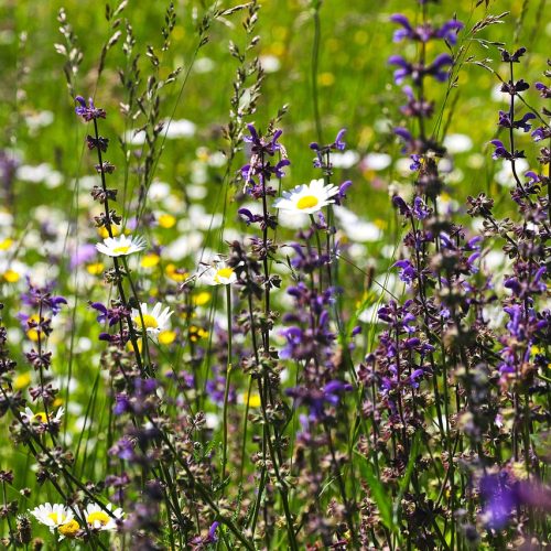 Ce este salvia sălbatică și cum se folosește