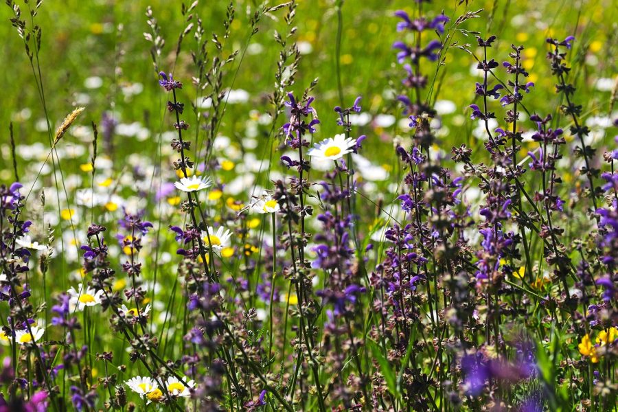 Ce este salvia sălbatică și cum se folosește