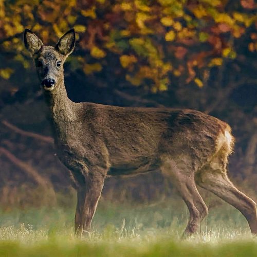 Vânătoarea la căprior la pândă: tehnici de bază