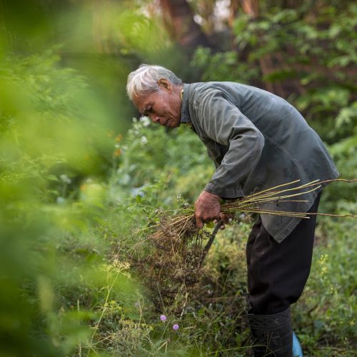 Ce taxe plătești ca agricultor